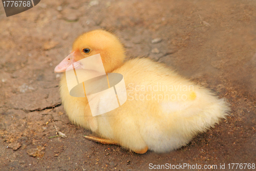 Image of Little ducky