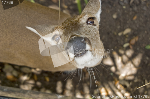 Image of Deer