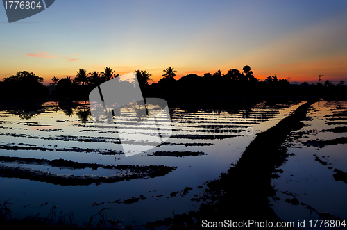 Image of Ricefield