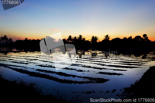 Image of Ricefield