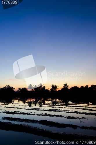 Image of Ricefield