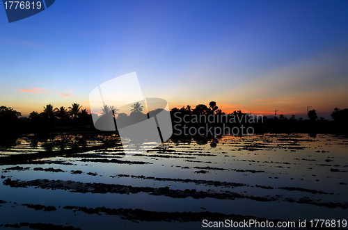 Image of Ricefield