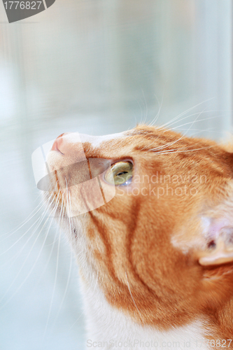 Image of Cat's glare
