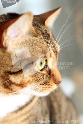 Image of Cat's glare