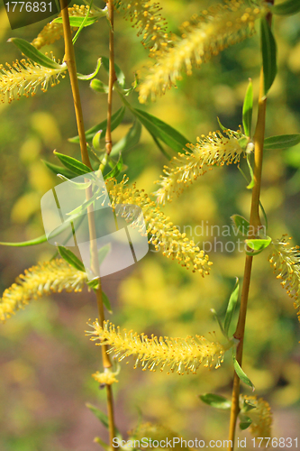 Image of Pussy willow