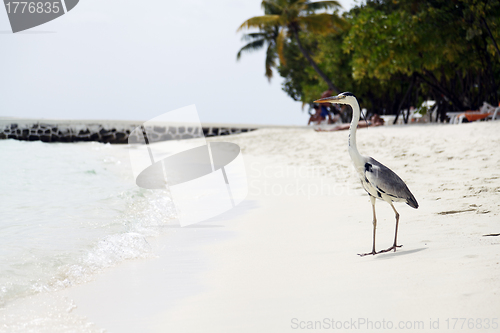 Image of Heron on beach