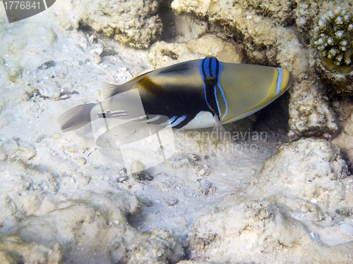 Image of Lagoon Triggerfish (Rhinecanthus aculeatus)