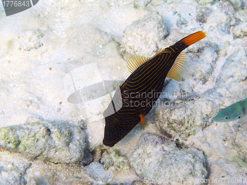 Image of Orange-striped Triggerfish (Balistapus undulatus)