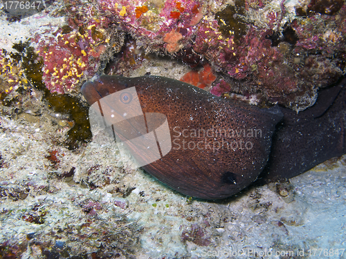 Image of Giant moray eel (Gymnothorax javanicus)