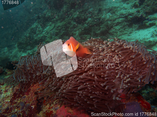 Image of Maldives anemone fish (Amphiprion nigripes)