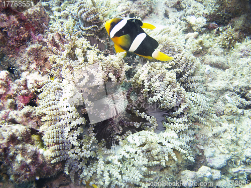 Image of Clark's Anemonefish (Amphiprion clarkii)