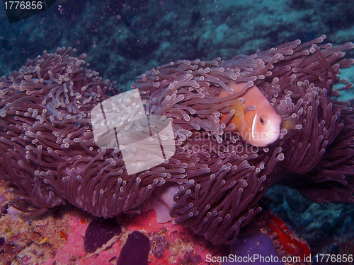 Image of Maldives anemone fish (Amphiprion nigripes)