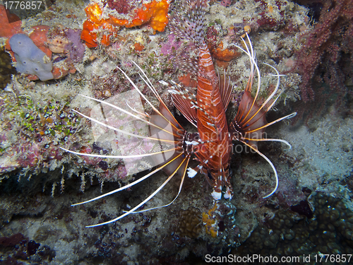 Image of Spot fin Lionfish (Pterois antennata)