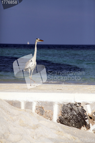 Image of Heron on beach