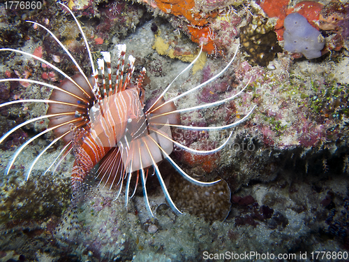 Image of Spot fin Lionfish (Pterois antennata)