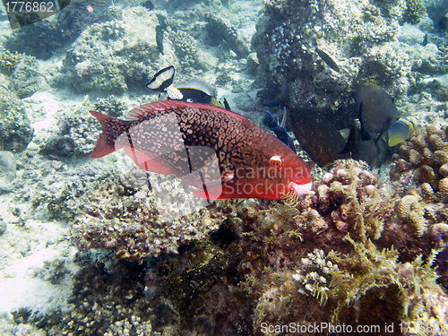 Image of Ember parrotfish (scarus rubroviolaceus)