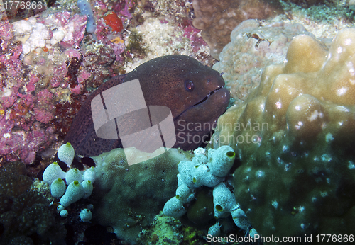 Image of Giant moray eel (Gymnothorax javanicus)