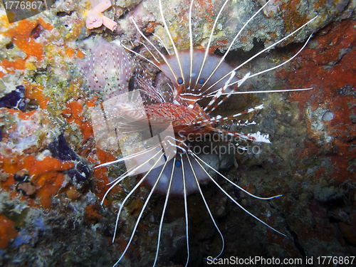 Image of Spot fin Lionfish (Pterois antennata)