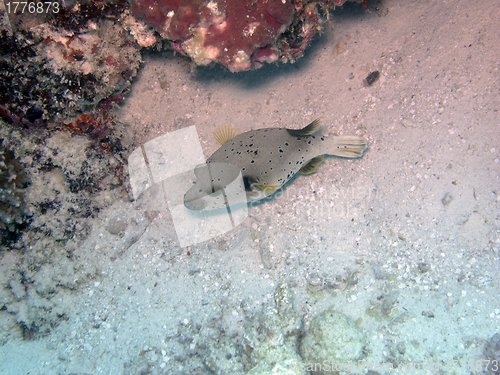 Image of Black-spotted pufferfish (arothron nigropunctatus)