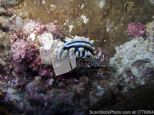 Image of Nudibranch (Phyllidia varicosa)