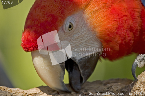 Image of Macaw