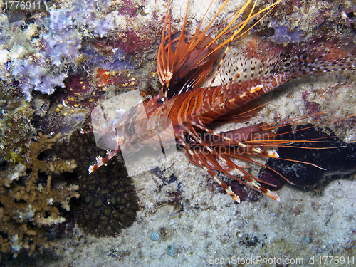 Image of Spot fin Lionfish (Pterois antennata)