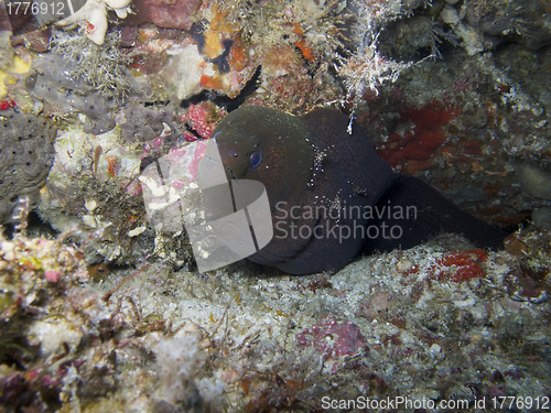 Image of Giant moray eel (Gymnothorax javanicus)