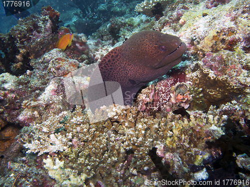 Image of Giant moray eel (Gymnothorax javanicus)