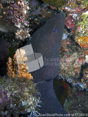 Image of Giant moray eel (Gymnothorax javanicus)