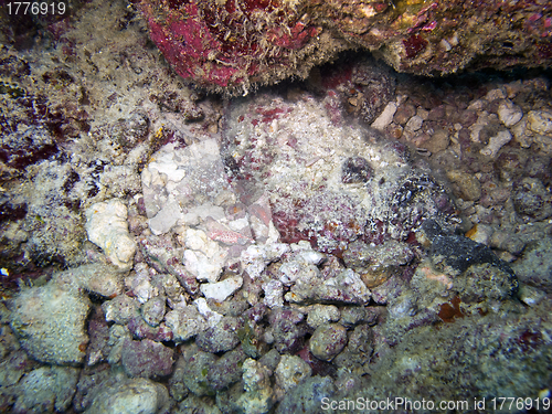 Image of Stonefish (Synanceia verrucasa)