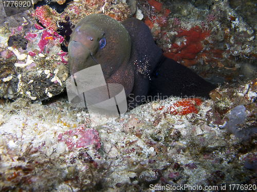 Image of Giant moray eel (Gymnothorax javanicus)