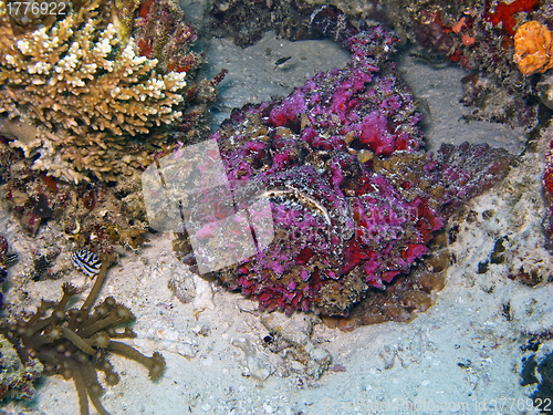 Image of Stonefish (Synanceia verrucosa)