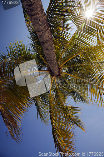 Image of Sun through fronds