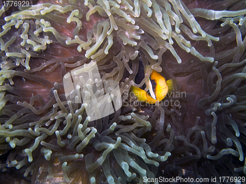Image of Clark's Anemonefish (Amphiprion clarkii)