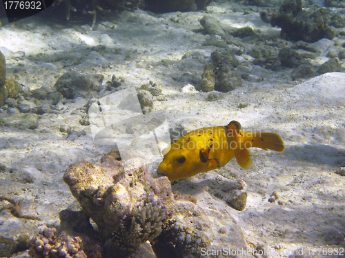 Image of Yellow Boxfish (Ostracion cubicus)