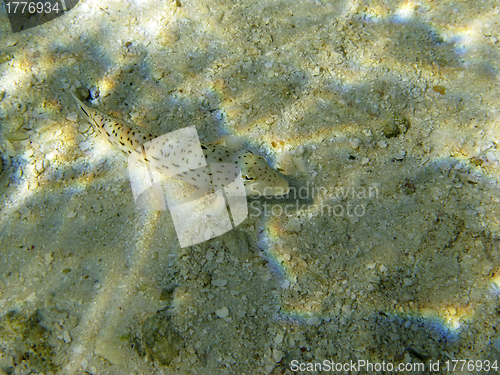 Image of Speckled Sandperch (Parapercis Hexophtalma)