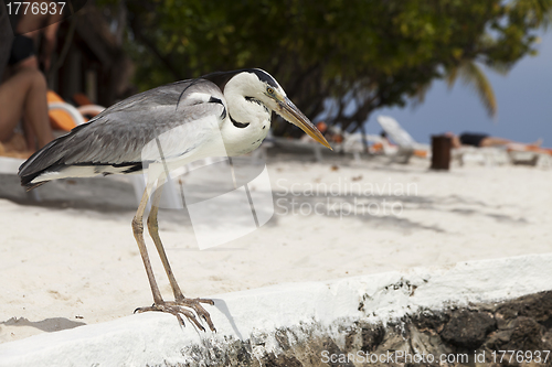 Image of Heron on beach