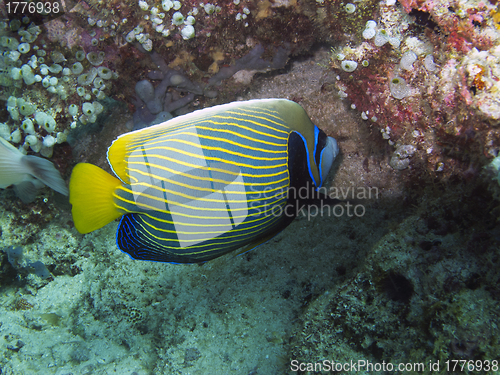 Image of Imperial Angelfish (Pomacanthus imperator)