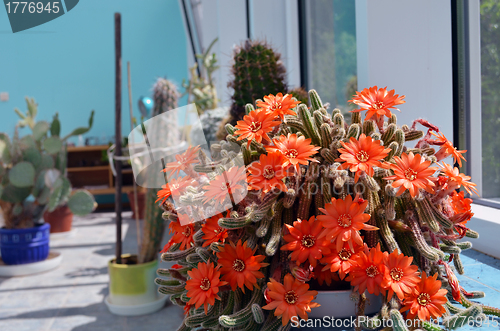 Image of Torch cactus blooms flowers. Echinopsis huascha. 