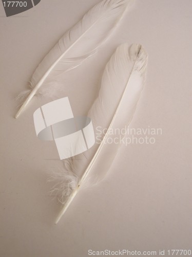 Image of two feathers