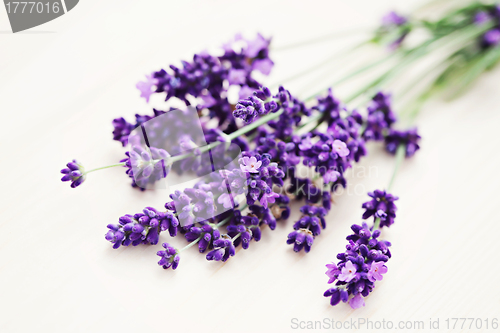 Image of lavender flowers