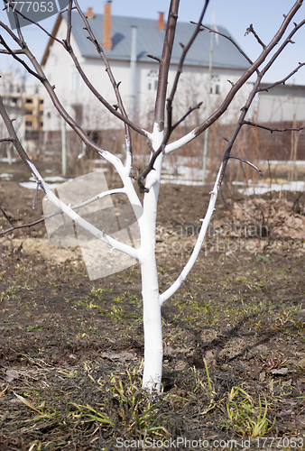 Image of The trunk of apple trees whitewashed