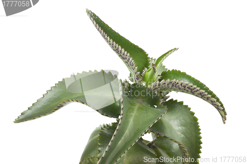 Image of Kalanchoe successfully grown at home