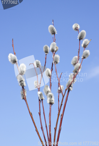 Image of Catkins of willow. Easter 