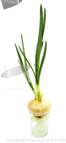 Image of Onions gave roots and green sprout