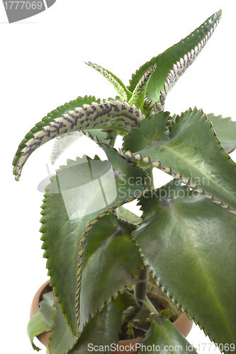 Image of Kalanchoe grown at home