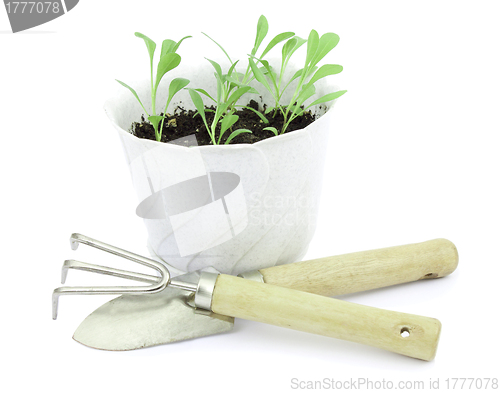 Image of Young seedlings of flowers in bright pots