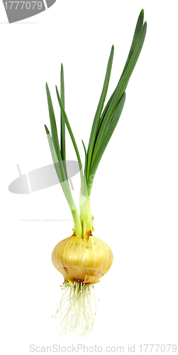 Image of Sprouting onions