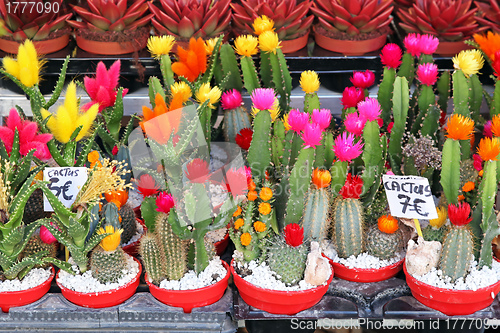 Image of Cactus flower