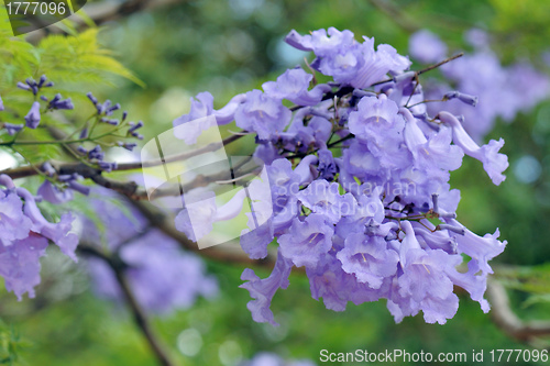 Image of Jacaranda Mimosifolia